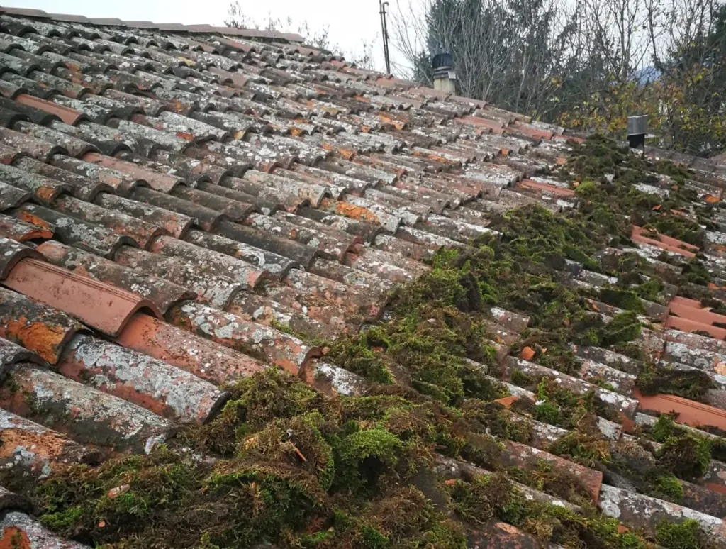 muschio-sul-tetto-manutenzione-tetto