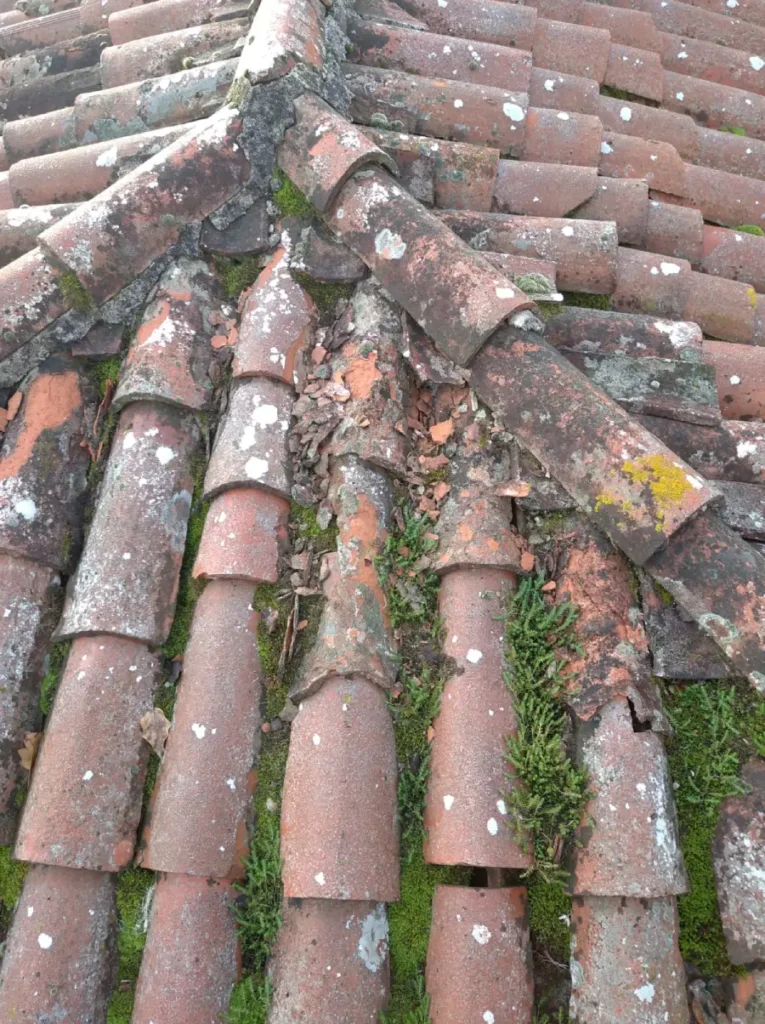 muschio-sul-tetto-manutenzione-tetto-2